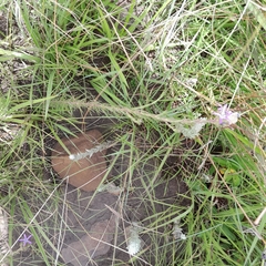 Wahlenbergia huttonii