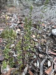 Cheilanthes sieberi