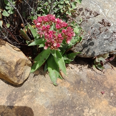 Crassula alba
