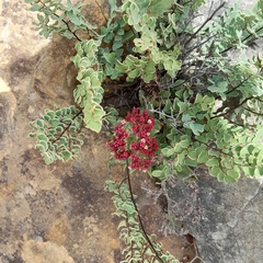 Crassula alba