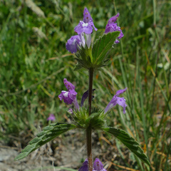 Galeopsis ladanum