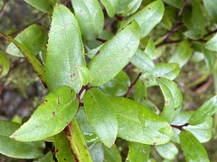 Gaultheria paniculata