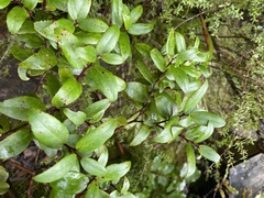 Gaultheria paniculata
