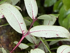 Gaultheria paniculata