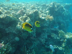 Chaetodon fasciatus
