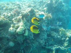 Chaetodon fasciatus
