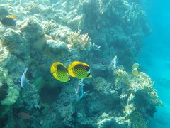 Chaetodon fasciatus