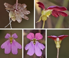 Stylidium latrodectus