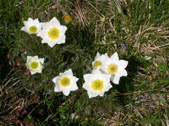 Pulsatilla alpina