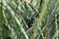 Acanthoderes funeraria
