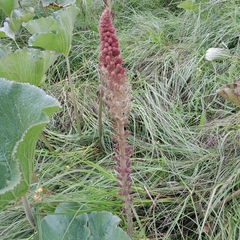 Gunnera perpensa