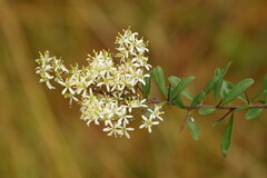 Bursaria spinosa spinosa