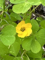 Oxalis californica