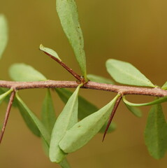 Bursaria spinosa spinosa