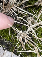 Hydrogonium bolleanum