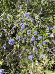 Ceanothus tomentosus