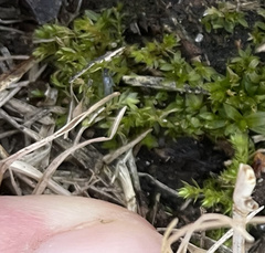 Hydrogonium bolleanum