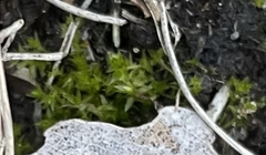 Hydrogonium bolleanum