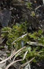 Hydrogonium bolleanum