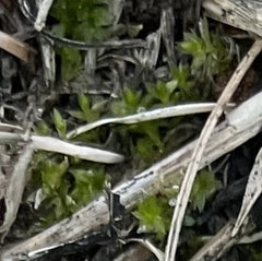 Hydrogonium bolleanum