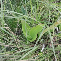Satyrium neglectum