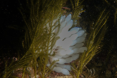 Sepioteuthis australis