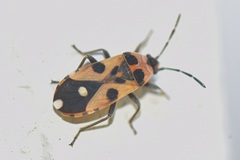 Horvathiolus delicatulus