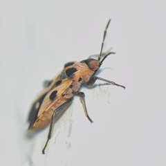 Horvathiolus delicatulus