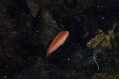 Suezichthys arquatus