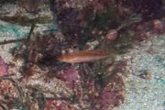 Suezichthys arquatus