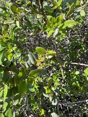 Rhamnus pilosa