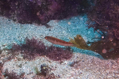 Suezichthys arquatus