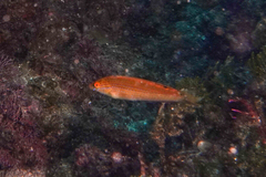 Suezichthys arquatus