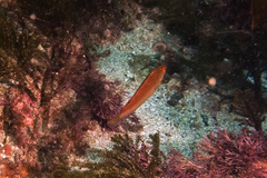 Suezichthys arquatus