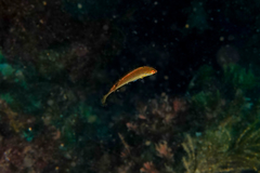 Suezichthys arquatus