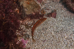 Suezichthys arquatus