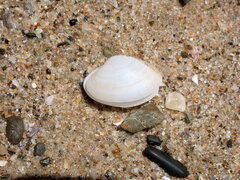 Mactrotoma antecedens