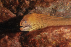 Gymnothorax prasinus