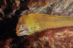 Gymnothorax prasinus