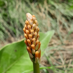 Kniphofia angustifolia