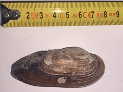 Unio pictorum