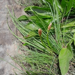 Kniphofia angustifolia