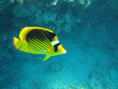 Chaetodon fasciatus