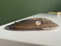Unio pictorum