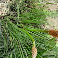 Kniphofia angustifolia