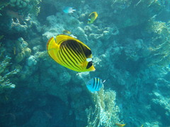 Chaetodon fasciatus