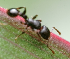 Tetramorium pacificum