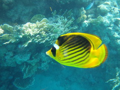 Chaetodon fasciatus