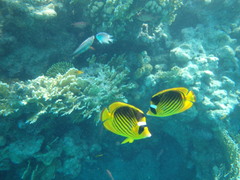 Chaetodon fasciatus