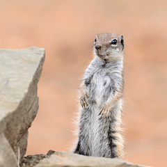 Atlantoxerus getulus